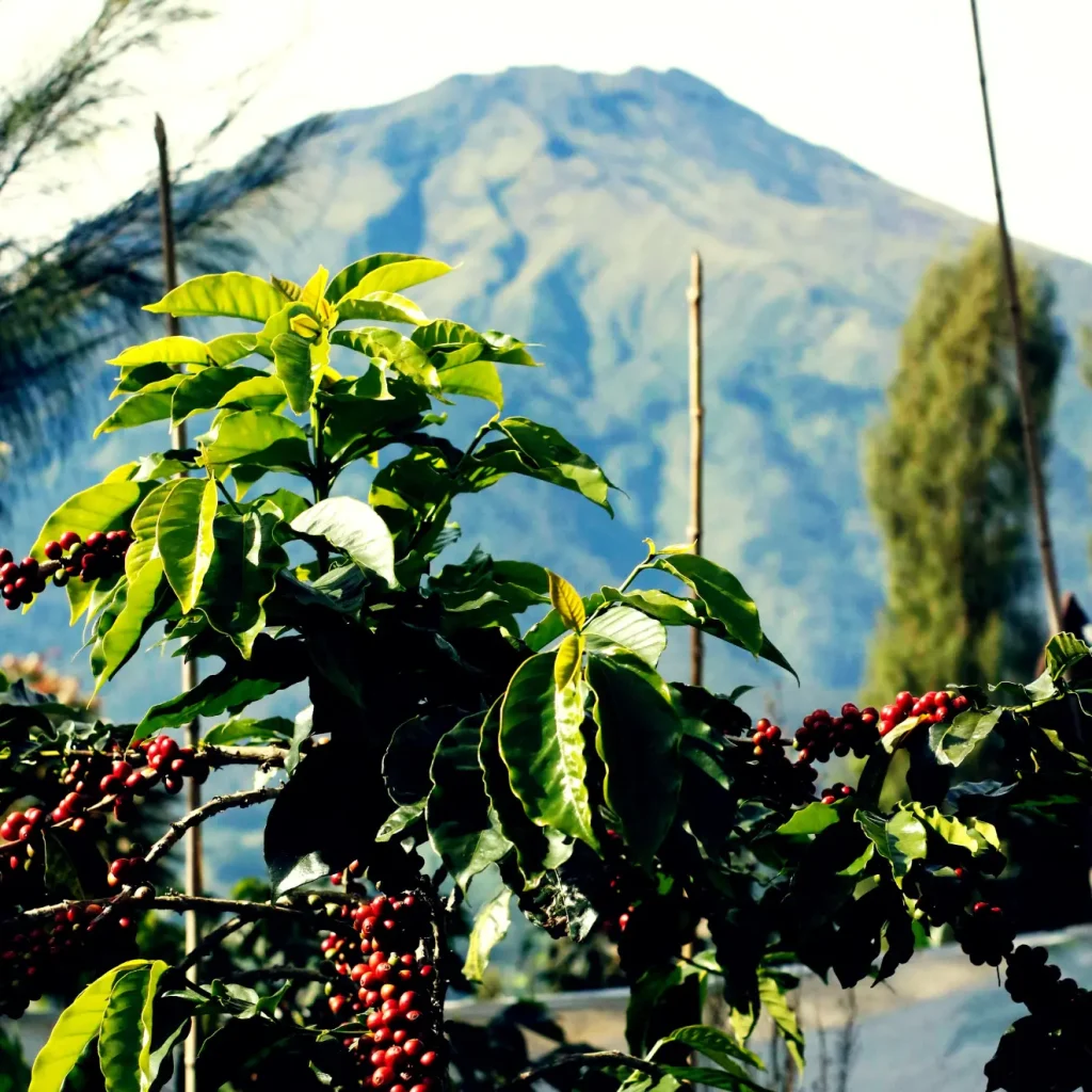 green coffee bean supplier from Indonesia