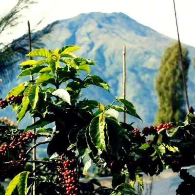 Coffee Gallery 3